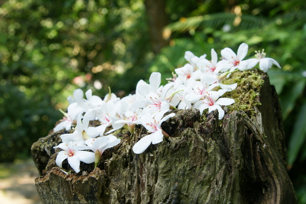 油桐花