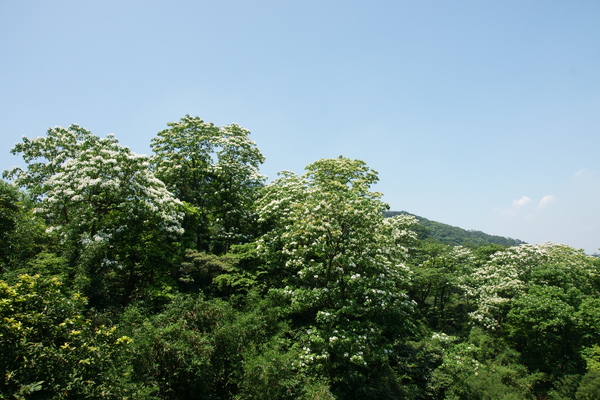 油桐花