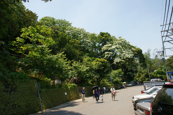 桐花公園