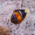 沖縄美ら海水族館