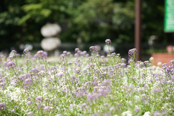 植物園