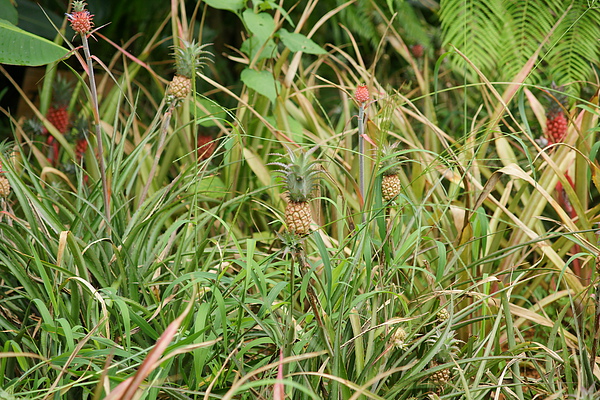 Okinawa