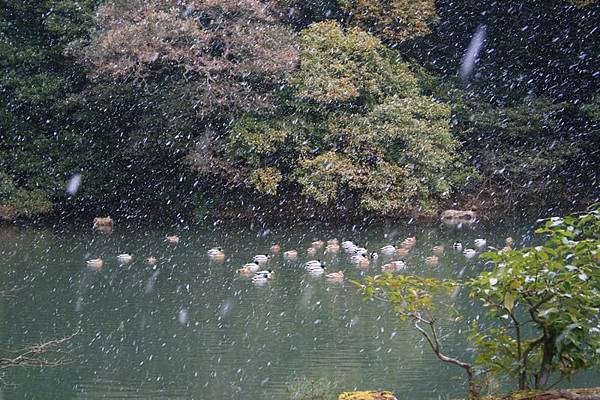 鴨子們在雪中游泳XD