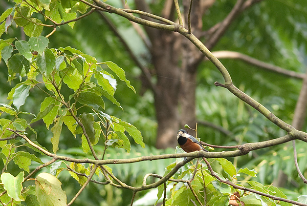 赤腹山雀(Parus Varius)  英名：Varied Tit