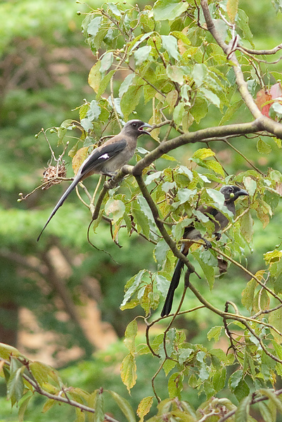 樹鵲(Dendrocitta formosae)  英名：Gray Tree Pie