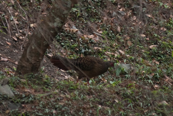 20110106_台中八仙山-小毛-13_調整大小.jpg