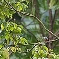 赤腹山雀(Parus Varius)  英名：Varied Tit