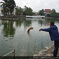 阿伯餵魚