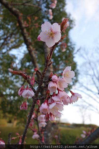 櫻花