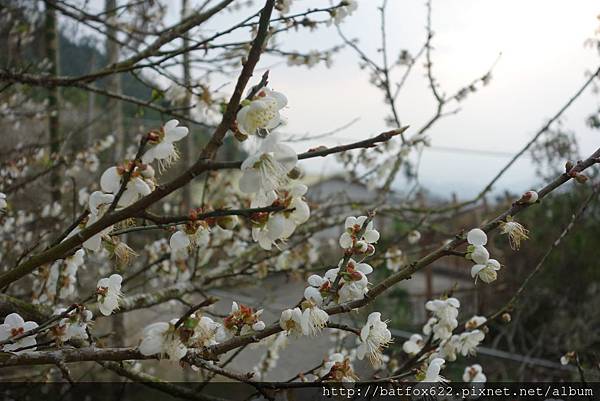 梅嶺梅花