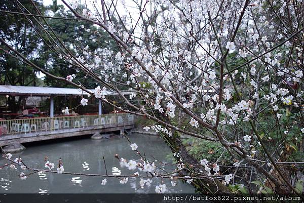 梅嶺梅花