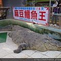 麻豆鱷魚王