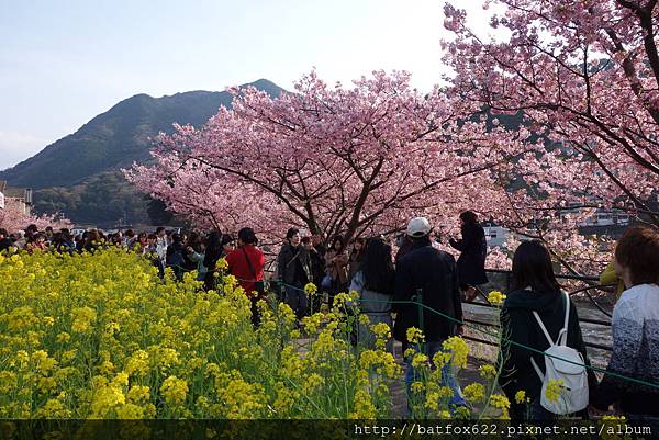 河津櫻&油菜花