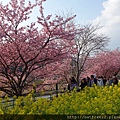 河津町櫻花祭