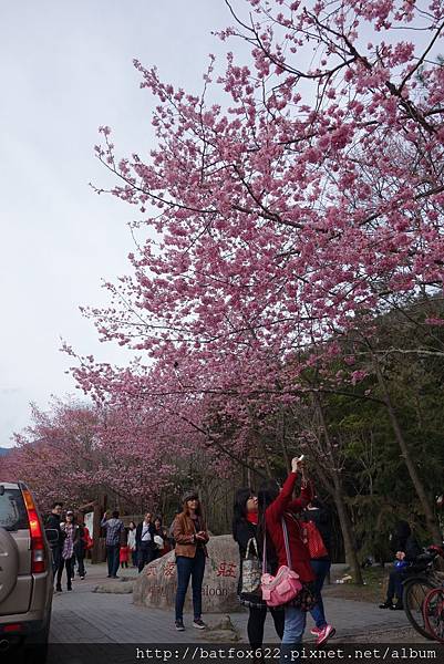 武陵農場櫻花