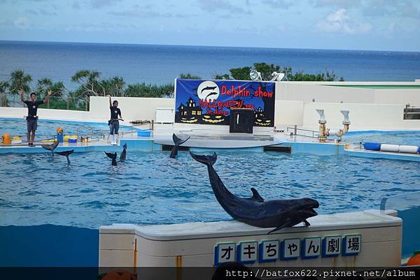 海洋博公園海豚秀