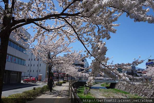 松本市櫻花