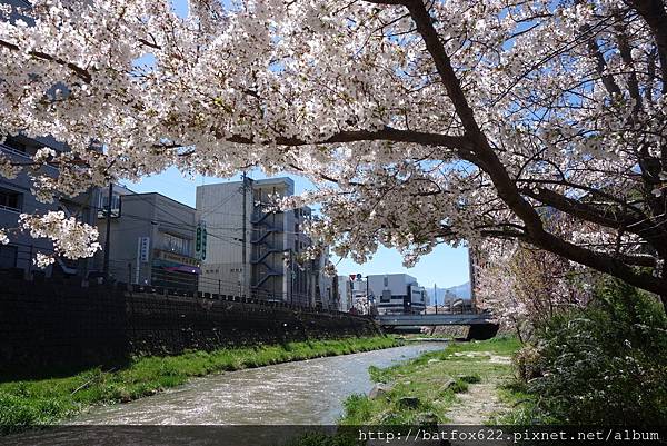 松本市櫻花