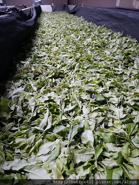 廖鄉長紅茶故事館