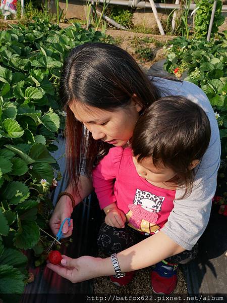 苗栗大湖採草莓