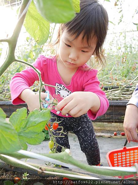 苗栗大湖採草莓