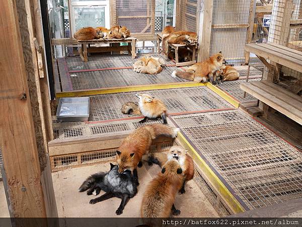 藏王狐狸村狐狸