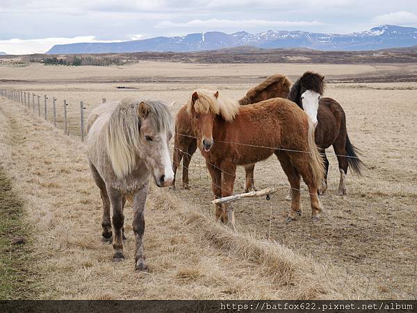 冰島馬