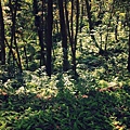 森林。