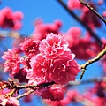 山櫻花。