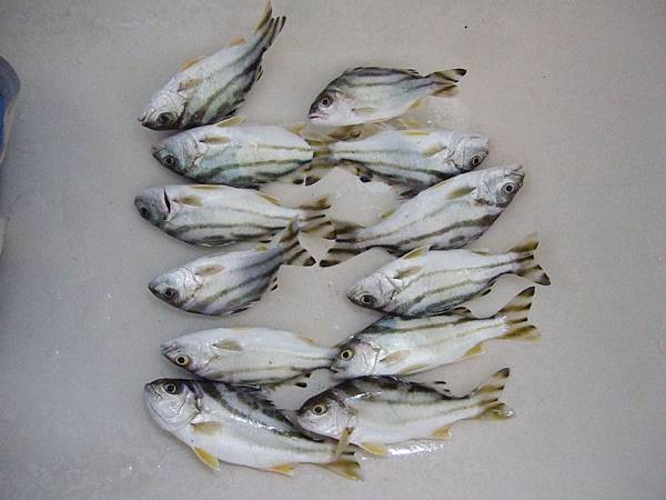 花生雞魚12尾.jpg