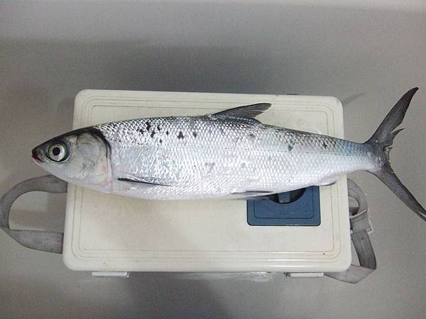 3斤半虱目魚01