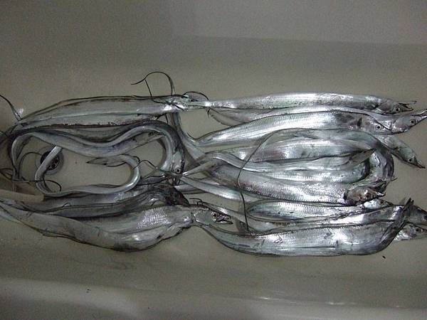 白帶魚24尾