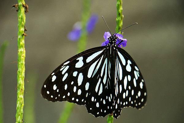 1029863394-P1030149-s