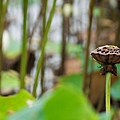 1372260371-P1050298-s