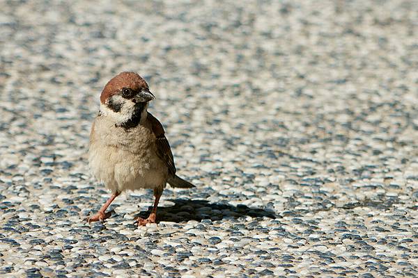 1484597630-P1050747-s