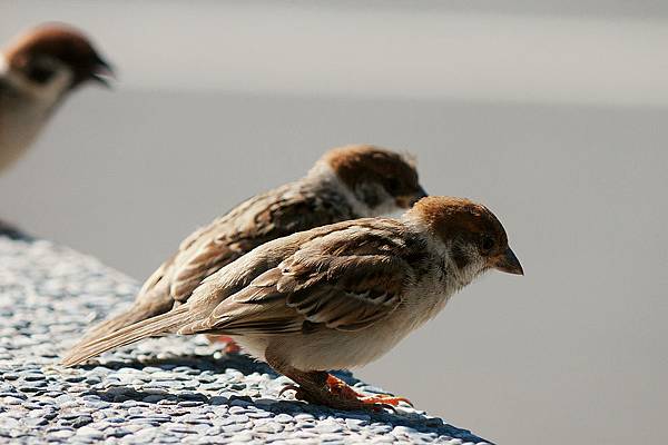 1484597632-P1050758-s