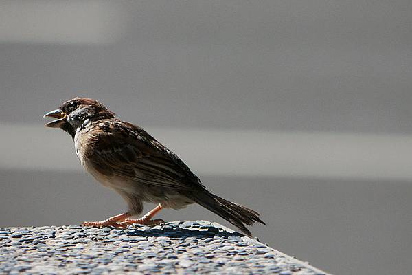 1484597633-P1050759-s