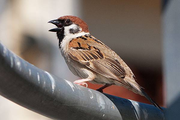 1484597635-P1050767-s