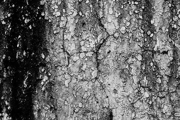 1208141827-DSC_0031-s