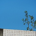 P1030796-s.jpg