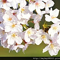 cherry-blossom_beiz_jp_S08883.jpg