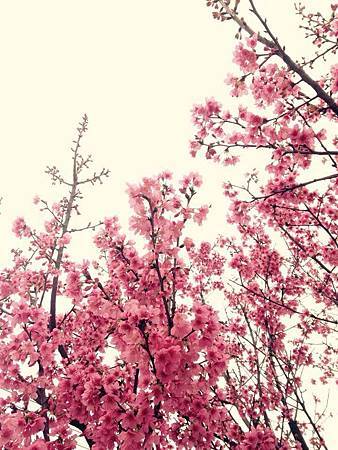 桃花.jpg 桃花.jpg