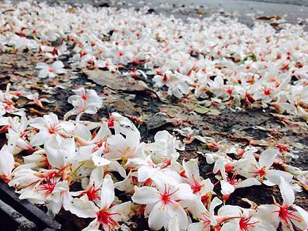 油桐花2.jpg 油桐花2.jpg