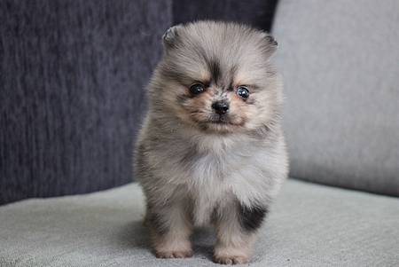 2 6出生1號迷你松鼠大理石博美弟弟 已找到新主人 長毛吉娃娃 貝克漢犬舍 痞客邦