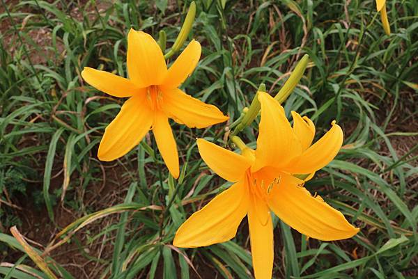 彰化也有大片金針花海~花壇虎山巖金針花季!賞花不必跑到花東啦