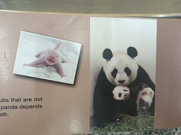 台北木柵動物園~不用飛韓國愛寶樂園.不用跑四川神樹坪.想看熊