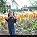 富良野的富田農場