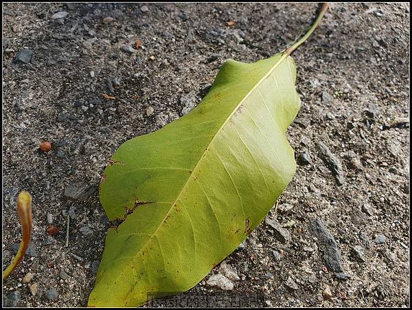 更加全面 , 強悍 , 手機界中的單眼–Galaxy S9測試分享(雙光圈,超級慢動作, AR虛擬人偶 , 防水,雙喇叭) @basic的生活日記 nEO_IMG_20180305_154239