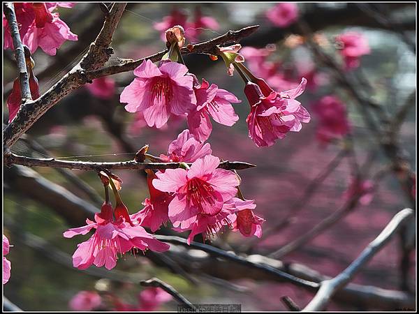 [寒假親子遊景點分享]桃園虎頭山公園賞櫻囉..