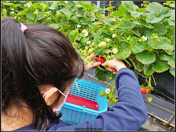 親子遊-苗栗大湖採草莓分享 @basic的生活日記 /tmp/phpYb3pcf